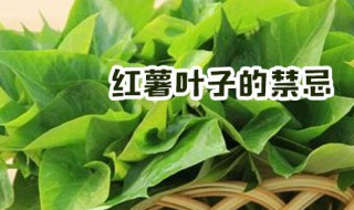 红薯叶子的禁忌（红薯叶子的禁忌有哪些）