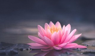 家里为什么不能养荷花 家里为什么不能养荷花家里养荷花好吗