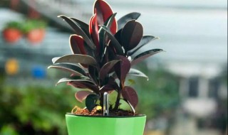 家里适合养什么植物（秋冬季节家里适合养什么植物）