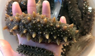 泡发海参的最佳方法 泡发海参的最佳方法 正确