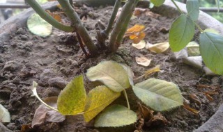 花肥伤根怎么处理 花肥伤是什么样子?