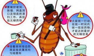 家里为什么有蟑螂（家里为什么有蟑螂怎么办能除根）