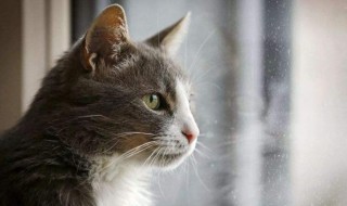 梦见小猫是什么意思（梦见小猫是什么预兆 女性）