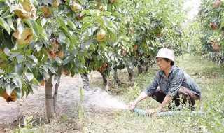 怎样做肥水浇果树 果树浇肥水比例多少为宜