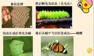 毛毛虫变蝴蝶的过程 毛毛虫变蝴蝶的过程叫做什么