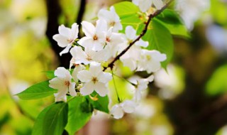 梨花什么时候开 梅花什么时候开放什么季节