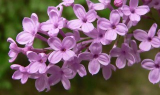 丁香花是什么颜色 丁香花是什么颜色的牵牛花是什么颜色