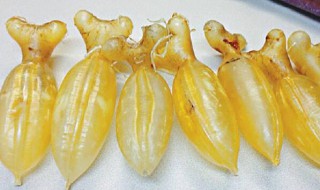 鱼胶和花胶有什么区别 鱼胶和花胶有什么区别?