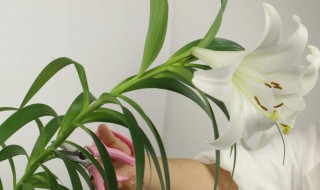 百合花什么时候开花（百合花什么时候开花 几点钟）
