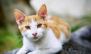 养猫公猫和母猫哪个好 养猫公猫和母猫哪个好一点