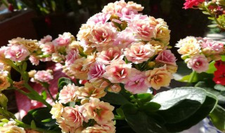 长寿花什么时候开花（长寿花什么时候开花季节）