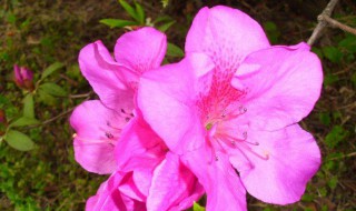 杜鹃花什么时候开花（江西杜鹃花什么时候开花）