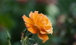 月季花什么颜色（月季花什么颜色ABB）