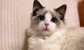 驱猫最有效的方法（如何驱猫最有效的方法）