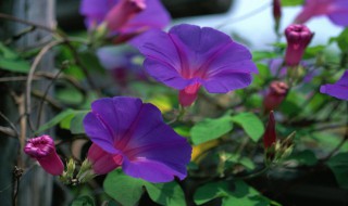 什么的牵牛花填空颜色 什么的牵牛花填空颜色三年级