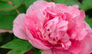 国花是什么花（国花是什么花,象征什么）