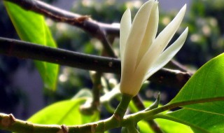室内养什么花最好（春节室内养什么花最好）