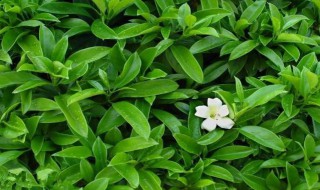 茉莉花什么时候开 横州茉莉花什么时候开