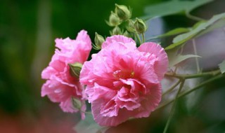 芙蓉花什么时候开花（芙蓉花什么时候开花一年四季都开吗）