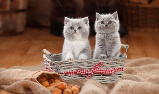 怎么给猫咪驱虫（自己在家怎么给猫咪驱虫）