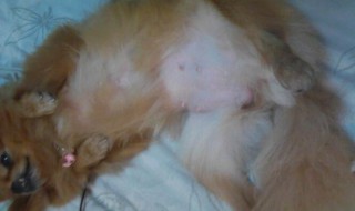 如何辨别猫是否怀孕（8个征兆说明猫怀孕了）