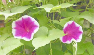 牵牛花什么时候开（牵牛花什么时候开花什么时候不开花）