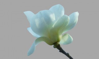 玉兰花是什么颜色的（玉兰花是什么颜色的花）