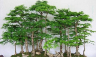 怎样自己挖树做盆景 如何挖树桩