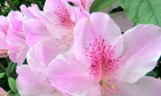 杜鹃花什么颜色（杜鹃花什么颜色百度百科）
