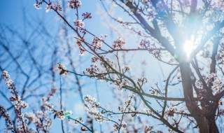梅花的象征意义是什么 梅花的象征意义是什么四字词语怎么写