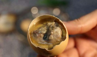 吃活珠子的好处和危害 女性吃活珠子的好处和危害