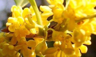 桂花的特点（桂花的特点作文）
