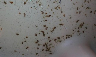 如何判断棕垫生没生虫（怎么看棕垫有没有甲醛超标吗）