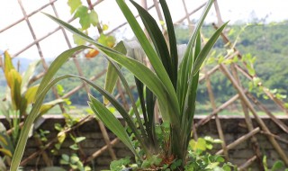 兰花干剪方法（兰花干剪方法视频）