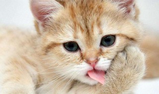 猫螨怎么处理 猫螨虫怎么去除