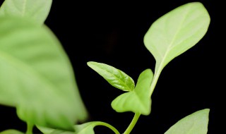 有象征意义的植物（有象征意义的植物现代诗）