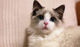 如何做猫咪的猫砂（如何做猫咪的猫砂盆视频）