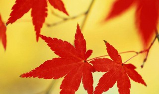枫叶的寓意（枫叶的寓意和象征风水）