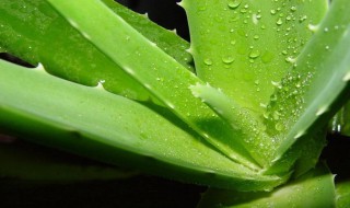 芦荟直接涂脸上可以吗（芦荟直接涂脸上可以吗）