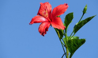 扶桑花的寓意（扶桑花的寓意和象征风水）