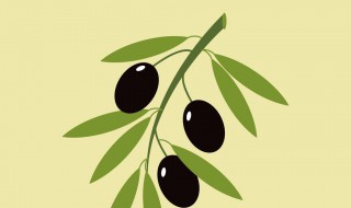 橄榄枝象征着什么（橄榄枝象征着什么意义护理）