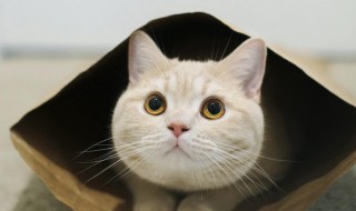 猫沐浴露怎么挑 猫沐浴露怎么挑选好坏