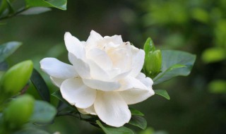 栀子花的寓意 栀子花的寓意和象征风水
