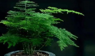 文竹开花寓意什么兆头（文竹开花寓意什么兆头文竹突然开花了是好是坏）