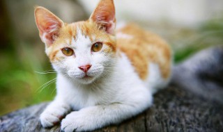 什么属相不能养猫（什么属相不能养猫是迷信吗）