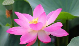 莲花寓意什么（莲花寓意什么?）