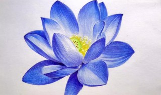 蓝莲花的寓意 蓝莲花的寓意和象征高原上的蓝莲花图
