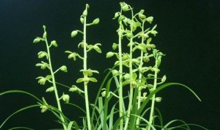 下山兰花怎么栽植 下山兰花怎么种