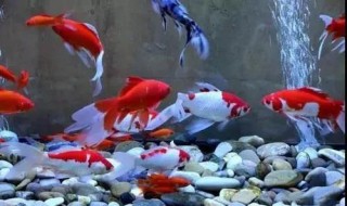 成为一个养鱼高手的方法是什么（怎么样才能学到养鱼技术）