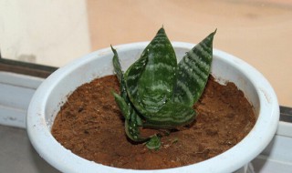 虎皮兰秋天能换盆吗（虎皮兰秋天怎么养）